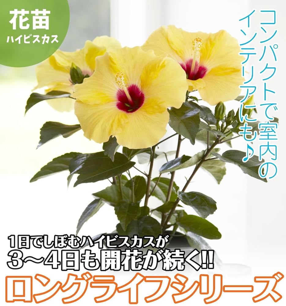 水月ハイビスカス3個セット Amazon.co.jp: 原種ハイビスカス ロバツス 3〜3.5号ポット苗 3株